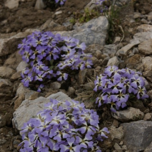 Chorispora bungeana